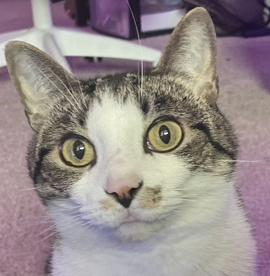 Example pet portrait detail photo