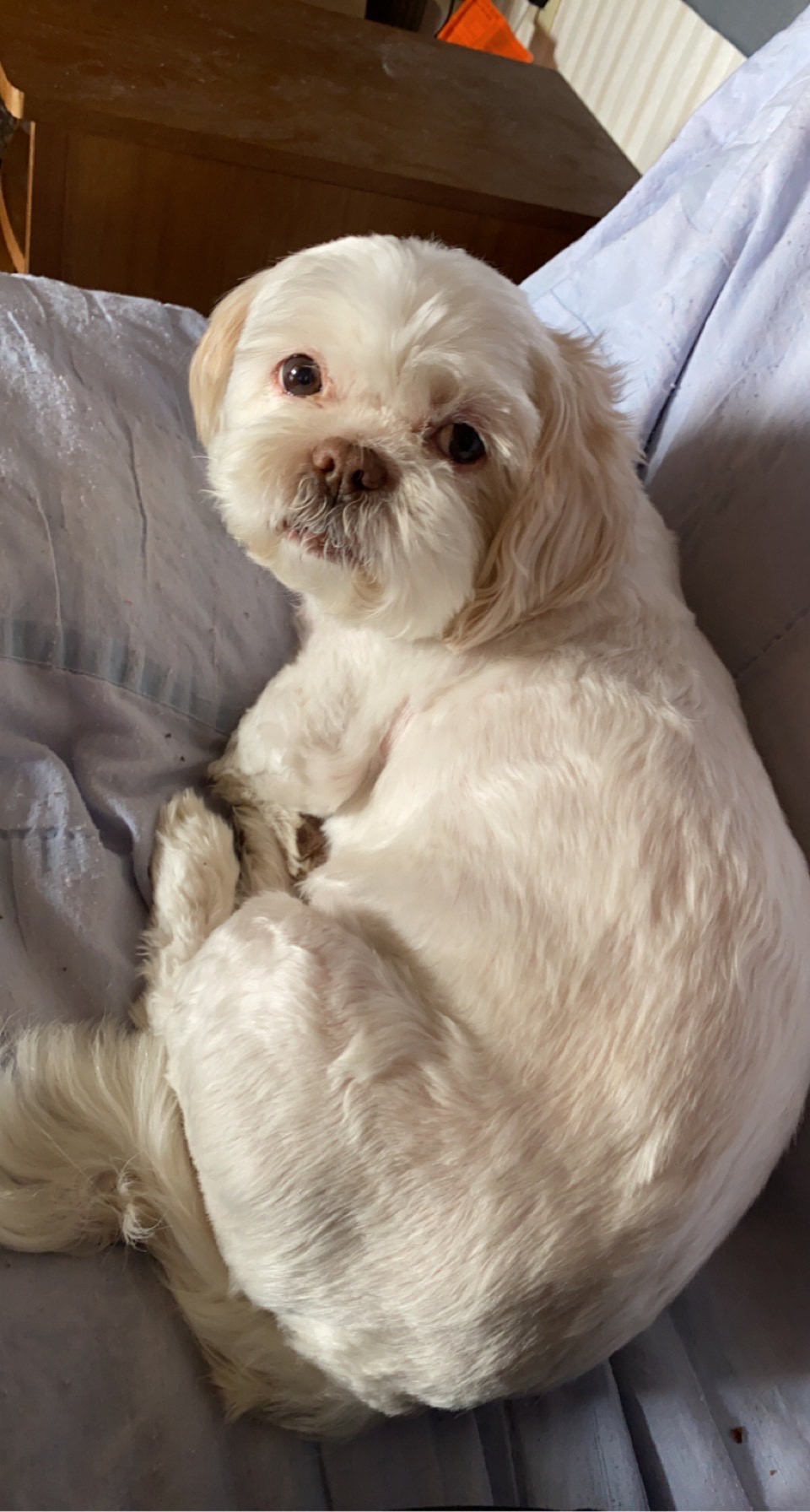 Example pet portrait reference photo