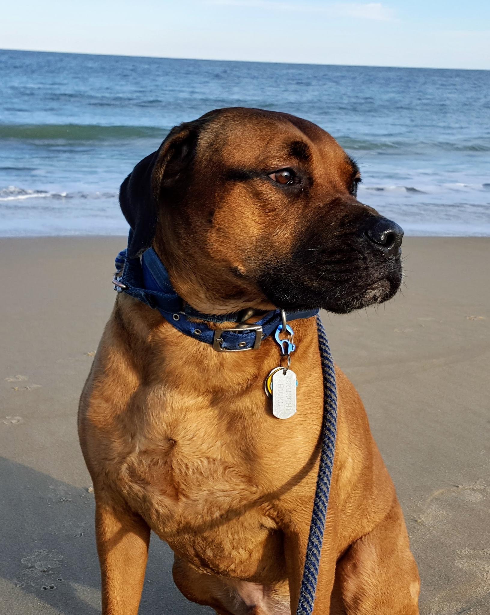 Example pet portrait detail photo